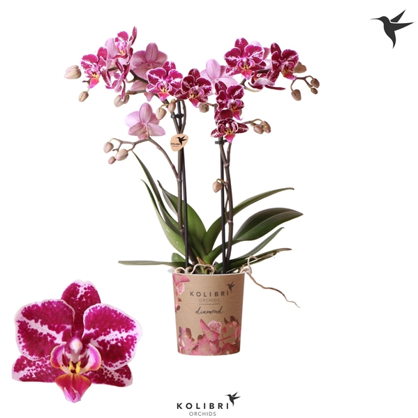 Phalaenopsis Multiflora 2-t Thailand