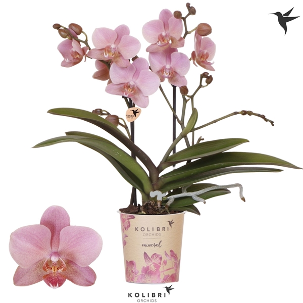 Phalaenopsis 2-t Jewel Treviso