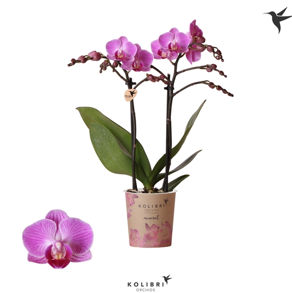 Phalaenopsis Multiflora 2-t Vienna