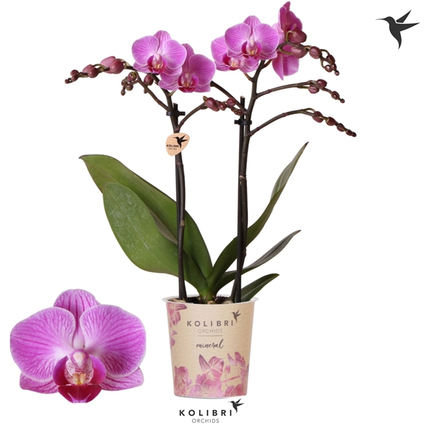 Phalaenopsis Multiflora 2-t Vienna