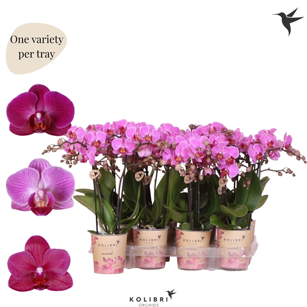 Phalaenopsis Multiflora 2-t Violett
