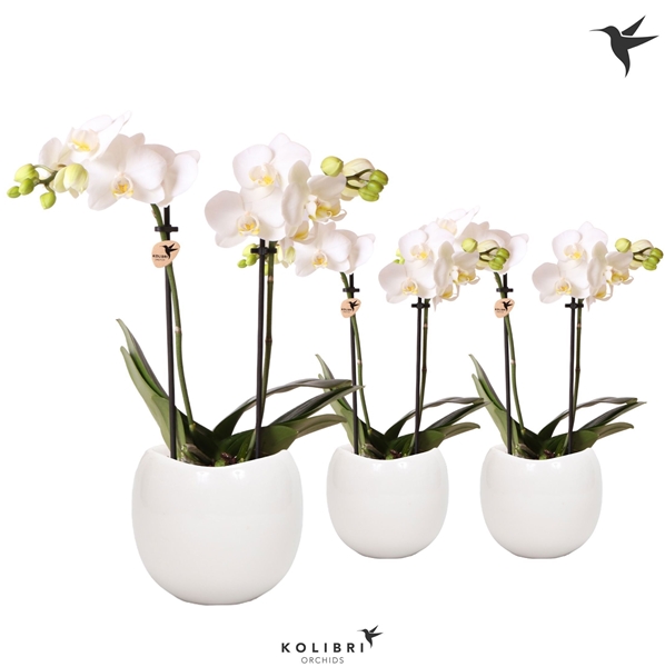 Phalaenopsis Multiflora 2-t Amabilis in Keramik Weiss