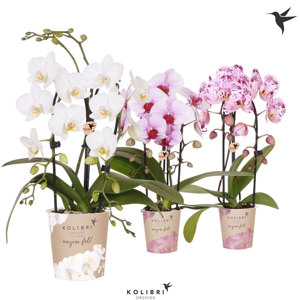 Phalaenopsis 2-t Cascade Mixtray