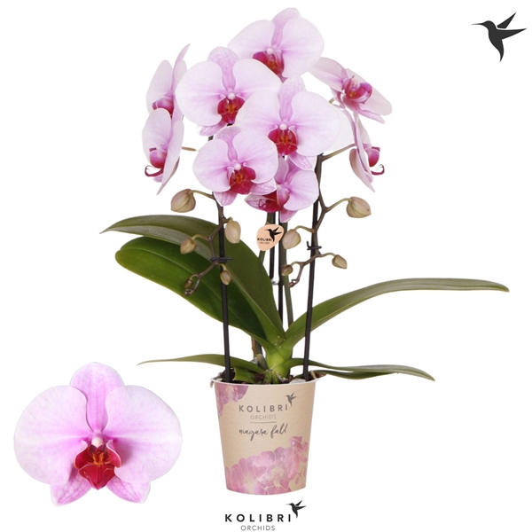 Phalaenopsis 2-t Cascade Pink