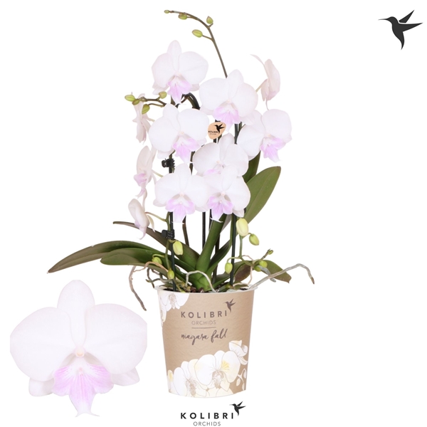 Phalaenopsis 2-t Cascade White Pink Lip