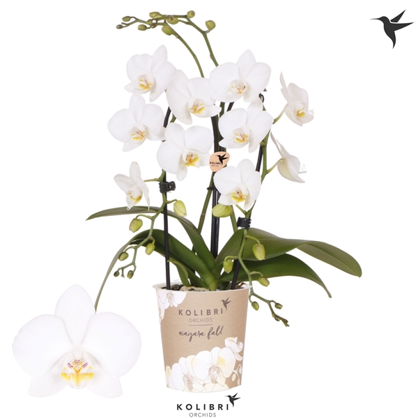 Phalaenopsis 2-t Cascade Weiss