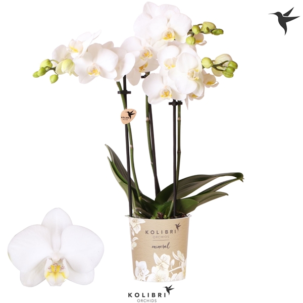 Phalaenopsis Multiflora 3-t Alaska