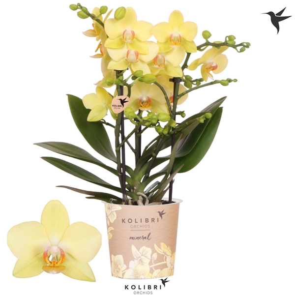 Phalaenopsis Multiflora 3-t Albenga