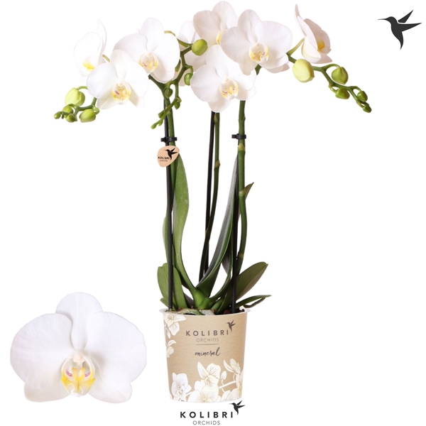 Phalaenopsis Multiflora 3-t Amabilis