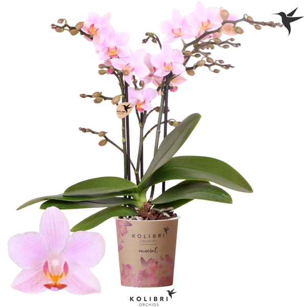 Phalaenopsis Multiflora 3-t Armenia