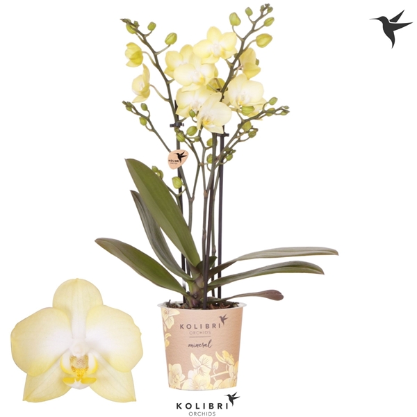 Phalaenopsis Multiflora 3-t Colombia