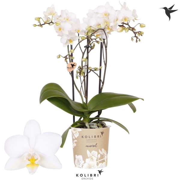Phalaenopsis Multiflora 3-t Cuba