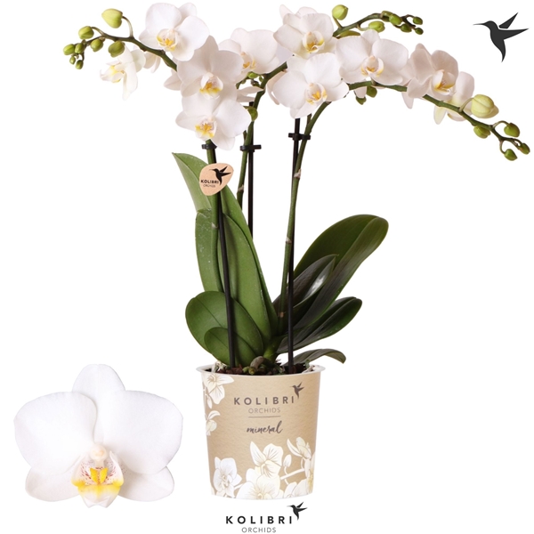 Phalaenopsis FInland 3-t