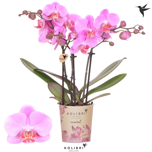 Phalaenopsis Multiflora 3-t Frederikstad
