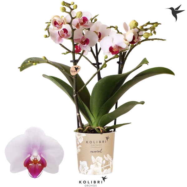 Phalaenopsis Multiflora 3-t Gibraltar