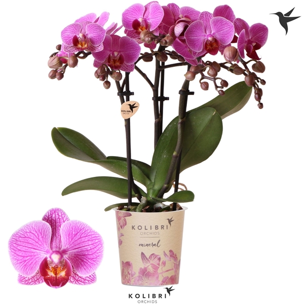 Phalaenopsis Multilfora 3-t Hamburg
