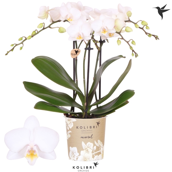 Phalaenopsis Iceland 3-t