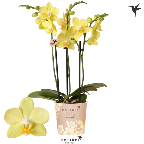 Phalaenopsis Multiflora 3-t La Paz