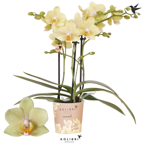 Phalaenopsis Multiflora 3-t  Livorne