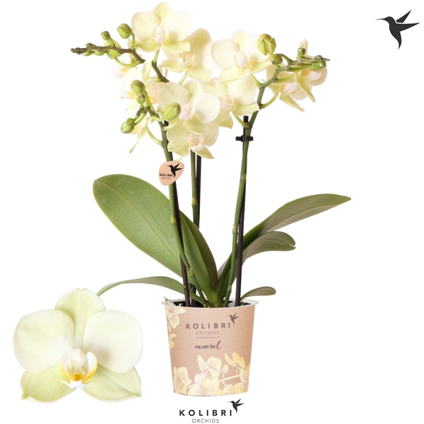 Phalaenopsis Multiflora 3-t Mexico