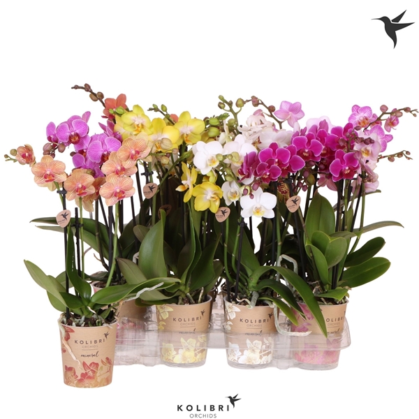 Phalaenopsis Multiflora 3-t Mixtray