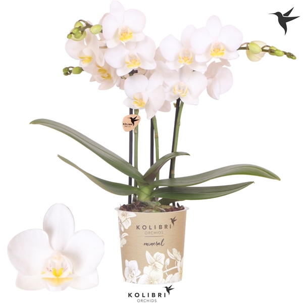 Phalaenopsis Multiflora 3-t Norway