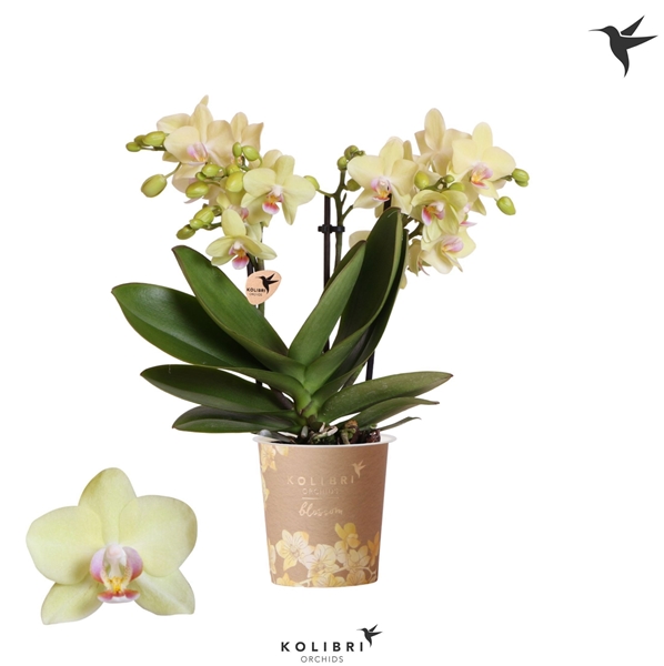 Phalaenopsis Multiflora 3-t Paraguay