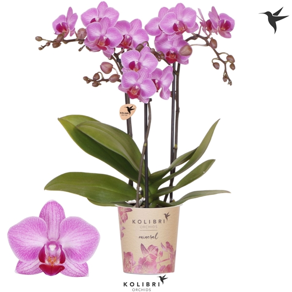 Phalaenopsis Multiflora 3-t Stuttgart