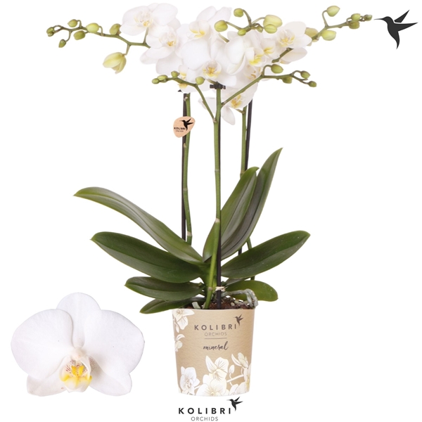 Phalaenopsis Multiflora 3-t Sweden
