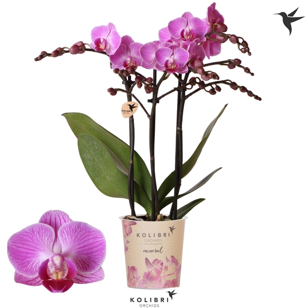 Phalaenopsis Multiflora 3-t Vienna