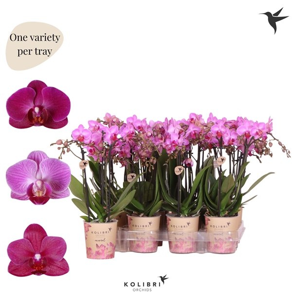 Phalaenopsis Multiflora 3-t Violett