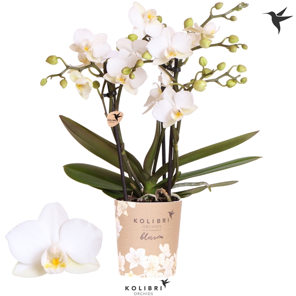 Phalaenopsis Multiflora 3-t Zurich