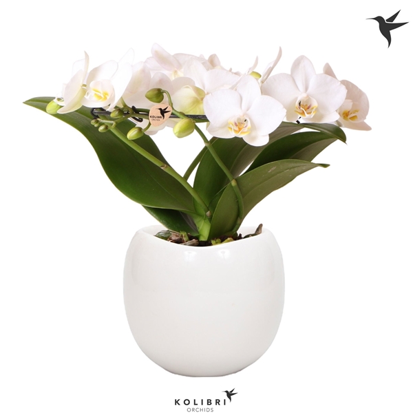 Phalaenopsis Multiflora Halo In Ceramic Weiss