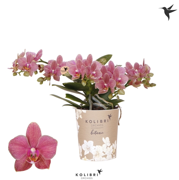 Phalaenopsis Multiflora 4-t Botanic Orange