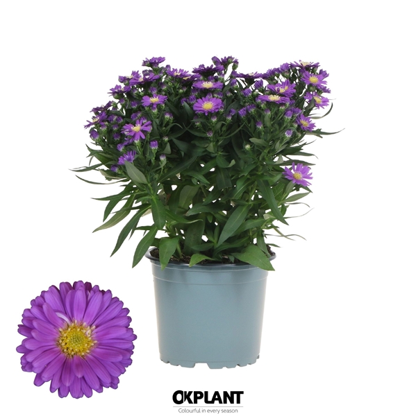 Aster Starletta Blau