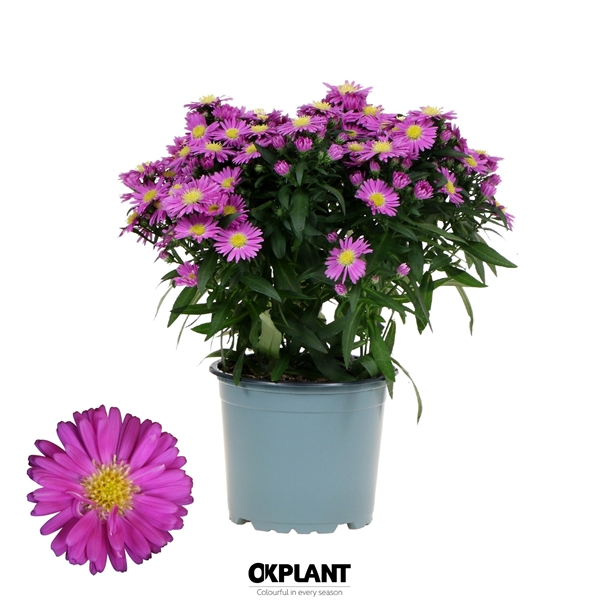 Aster Starletta Pink