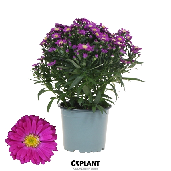 Aster Starletta Rot