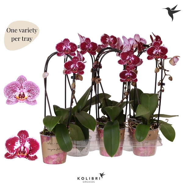 Phalaenopsis Niagara Fall 1-t Spotty