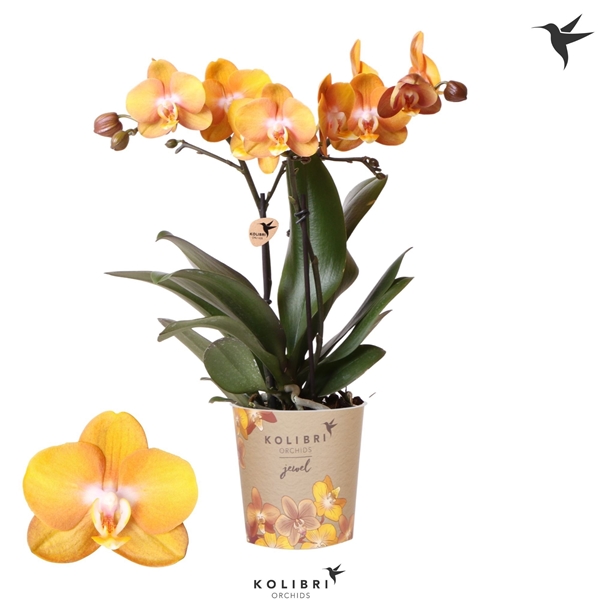 Phalaenopsis 2-t Jewel Las Vegas