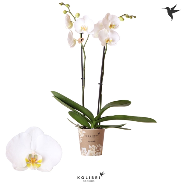 Phalaenopsis 2-t Nottingham