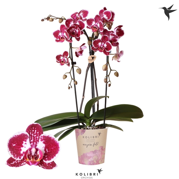 Phalaenopsis 2-t Cascade Asian Pearl