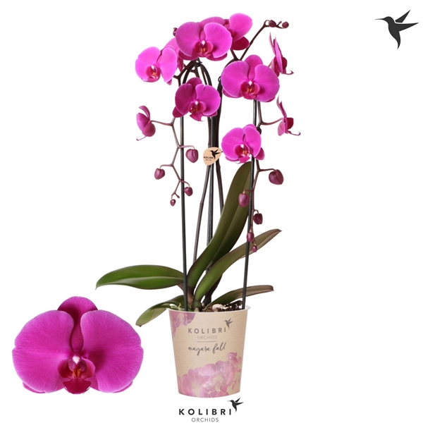 Phalaenopsis 2-t Cascade Free Ride