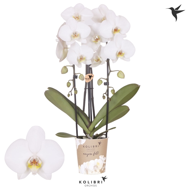 Phalaenopsis 2-t Cascade Leeds
