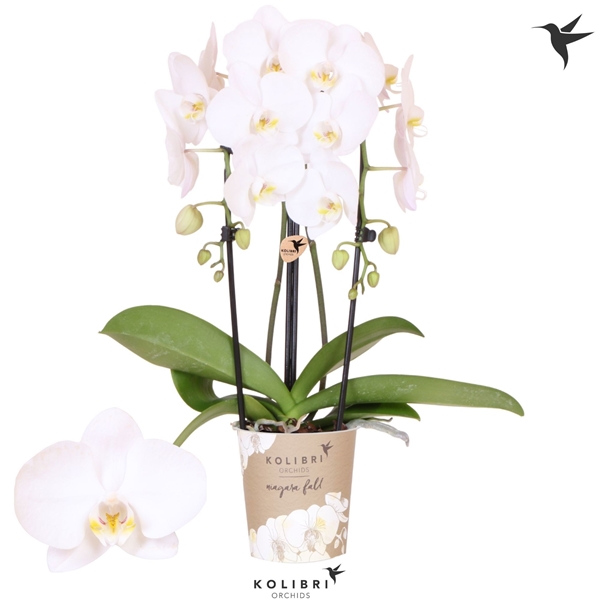 Phalaenopsis Cascade Niagara Fall Lunar Landings 2-t