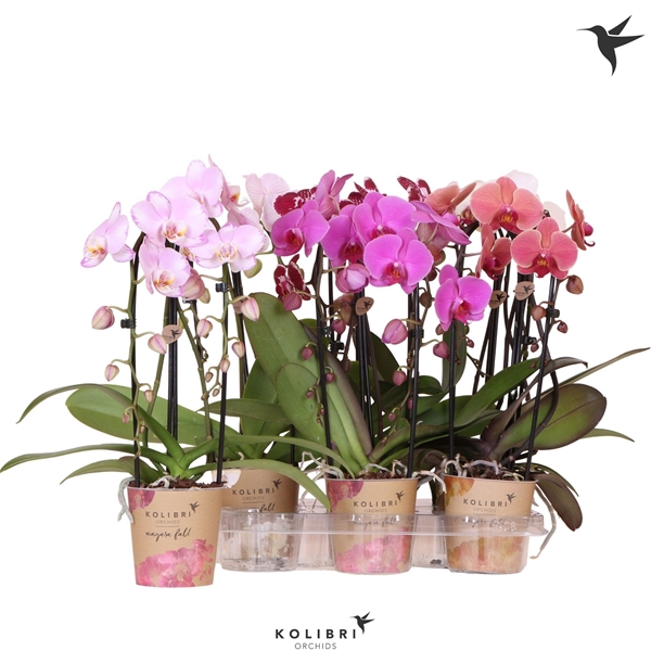 Phalaenopsis 2-t Cascade Mixtray
