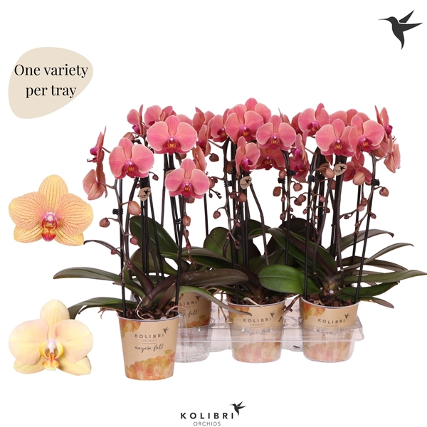 Phalaenopsis Cascade Orange 2-t