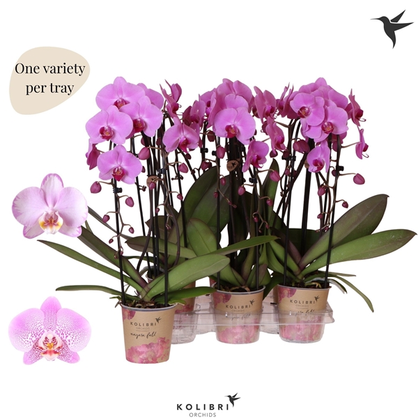 Phalaenopsis 2-t Cascade Niagara Fall pink