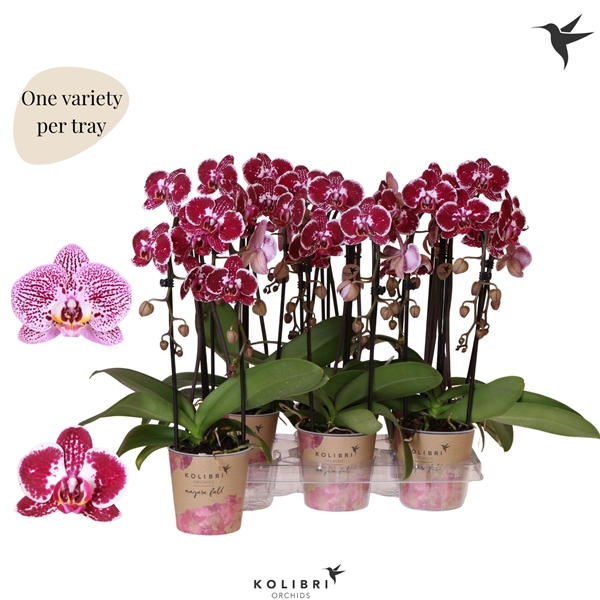 Phalaenopsis Niagara Fall 2-t Spotty