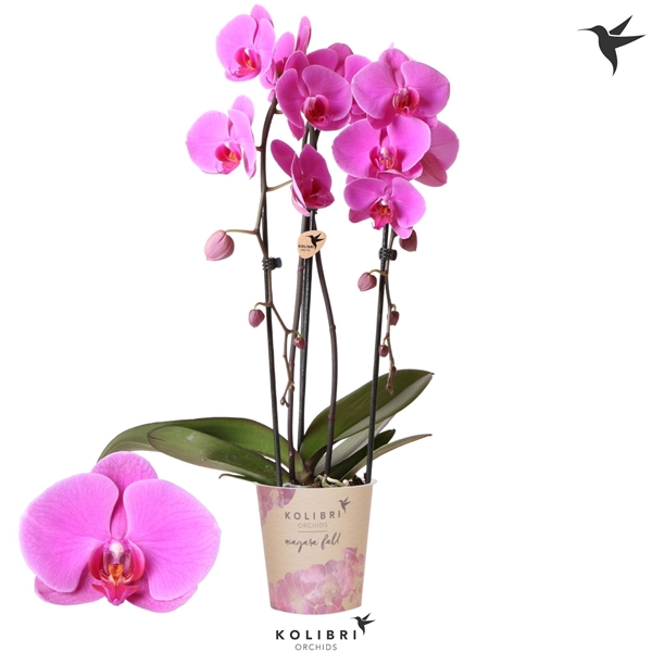 Phalaenopsis 2-t Cascade Wellness