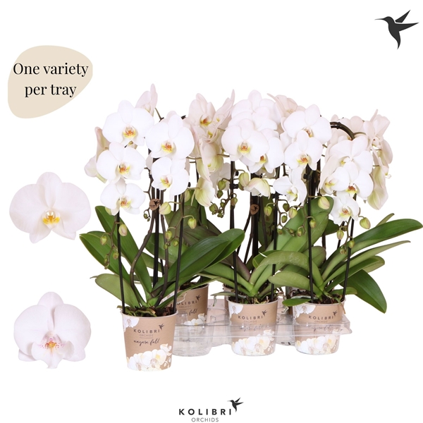 Phalaenopsis 2-t Cascade Weiss
